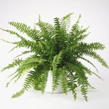 Frefly Store Gardenbox Aşk Merdiveni Fujer Nephrolepis Askılı Saksıda, Iç Mekan Bitkisi
