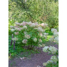 Frefly Store Gardenbox Viburnum Plicatum Çınar Kartopu Çiçeği, Beyaz, 30-60 Cm, 1 Adet