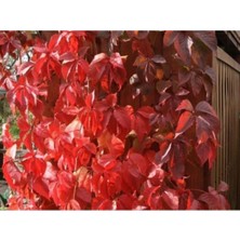 Frefly Store Nura Botanik Amerikan Sarmaşığı Çiçeği Fidanı, 80 Cm, Dış Mekan Sarmaşık