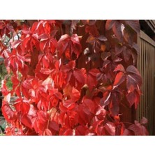 Frefly Store Amerikan Sarmaşığı Çiçeği Fidanı 80 cm Dış Mekan Sarmaşık