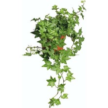 Frefly Store Gardenbox Hedera Helix Sarmaşığı, 30-60 Cm, Saksılı, Çok Renkli, Ofis-Ev Bitkisi