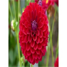 Frefly Store Nura Botanik Kırmızı Yıldız Çiçeği Fidanı, 20-40 Cm, Tüplü, Dahlia