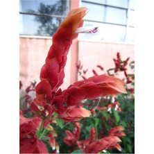 Frefly Store Serada Decor & Plant Kırmızı Karides Çiçeği Fidanı, 1 Adet Saksılı, 20-50 Cm, Dış Mekan Bitkisi