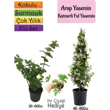 Frefly Store Gardenbox Kokulu Arap Yasemin, Katmerli Ful Yasemin, Itır Çiçeği Hediyeli, 3'lü Set