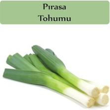 Frefly Store Zencefil Organik Pırasa Tohumu 1 Paket (10GR=3000+ Adet) Inegöl Pırasa Tohumu