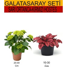Frefly Store Serada Decor & Plant 2'li Set Sarı Ortanca + Kırmızı Hostes, Çiçekli Bodur Bitkiler