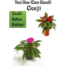 Frefly Store Serada Decor & Plant Kırmızı + Pembe Yeni Gine Cam Güzeli Çiçeği, 2 Adet, Balkon Bitkisi, 10-15 cm