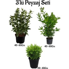 Frefly Store Serada Decor & Plant Viburnum Kartopu Fidanı, Defne Fidanı, Çalı Şimişiri 3'lü Bahçe Peyzaj Seti, Çok Renkli