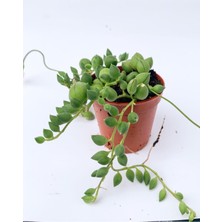 Frefly Store Serada Decor & Plant Tesbih Çiçeği Sukulent Senecio, 5.5 cm Saksıda