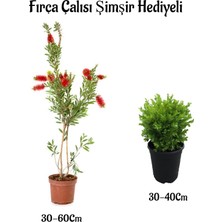 Frefly Store Serada Decor & Plant Kırmızı Fırça Çalısı, 30-60 Cm, Çalı Şimşiri Hediyeli, Çok Renkli