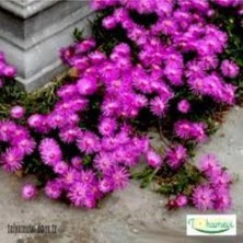 Frefly Store Gardenbox Mor Acem Halısı Fidanı, 5-15 Cm, Bodur Çiçekli Bitki