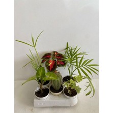 Frefly Store Serada Decor & Plant 6'lı Bitki Seti, Melek Kanadı, Japon Şemsiyesi, Kaktüs, Yaprak Güzeli, Hedera, Areka