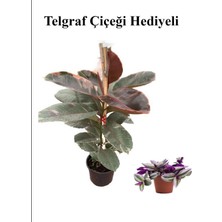 Frefly Store Nura Botanik Pembe Renk Alacalı Kauçuk Bitkisi, Sevgililer Gününe Özel, Telgraf Hediyeli