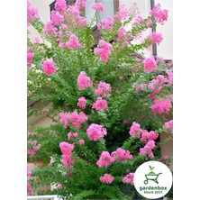 Frefly Store Pembe Oya Ağacı Saksılı 1 Adet 30-60CM Bahçe Peyzaj Bitkisi