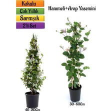 Frefly Store Gardenbox Mis Kokulu Arap Yasemin + Kokulu Hanımeli Çiçeği Fidanı 2'li Bahçe Peyzaj Seti