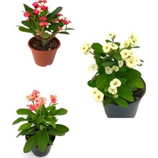 Frefly Store Nura Botanik Pembe Beyaz Kırmızı 3 Adet Milli Dikenler Tacı Çiçeği Fidanı, 15-30CM Saksılı