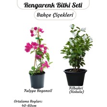 Frefly Store Gardenbox Kampanyalı Sarmaşık Bitki Seti, Filbahri (Philadelphus) + Fuşya Begonvil Çiçeği, 40-60 cm