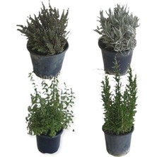Frefly Store Nura Botanik Aromatik Bitkiler, 4'lü Mutfak Seti, Büyük Boy, Lavanta, Biberiye, Kekik, Mercan Köşk