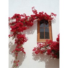 Frefly Store Gardenbox Begonvil Kırmızı Renk, 40-60 Cm, 1 Adet Saksılı Dış Mekan Sarmaşık Bougainvillea Alexandra