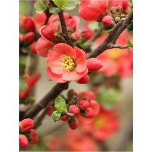 Frefly Store Nura Botanik Bahar Dalı Çiçeği Fidanı, 40-60CM Saksılı, Kırmızı, 1 Adet