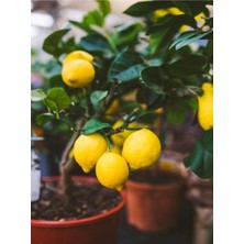 Frefly Store Serada Decor & Plant Interdonato Limon Fidanı, 80-100 Cm, 1 Adet, Tüplü