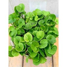 Frefly Store Nura Botanik Fare Kulağı Çimi, Dichondra Repens, 1 Adet Saksılı
