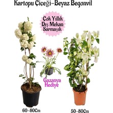 Frefly Store Nura Botanik Kartopu Çiçeği, Beyaz Begonvil, Pembe Gazanya Saksılı Bahçe Seti, 3 Adet