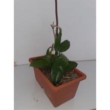 Frefly Store Gardenbox Mum Çiçeği, 20-40 Cm, Terracotta Saksı