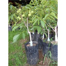 Frefly Store Gardenbox Tüplü Chandler Ceviz Fidanı, Yüksek Verimli Salkım, 70-90 Cm, Bol Verimli