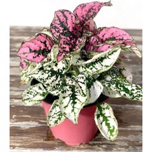 Frefly Store Serada Decor & Plant Pembe ve Beyaz Renk Hostes Çiçeği, 2 Adet Saksılı Iç Mekan Çiçeği, Hypoestes
