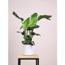 Frefly Store Strelitzia Starliçe 50-70 cm Boyunda Tek Gövdeli Salon Bitkisi Iç Mekan Bitkisi, GDB22112024NA75