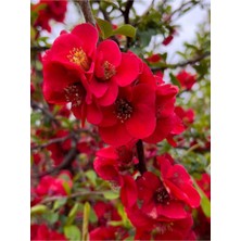 Frefly Store Nura Botanik Kırmızı Bahar Dalı, 40-60 Cm, 1 Adet Saksılı Çiçekli Dış Mekan Bitkisi, Chaenomeles Japonica