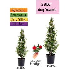 Frefly Store Gardenbox Kokulu Arap Yasemini Fidanı Saksılı 2 Adet, Mini Gül Hediye, 3'lü Peyzaj Seti, 40-80CM