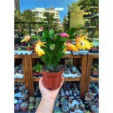 Frefly Store Nura Botanik Sarı Yılbaşı Çiçeği Fidanı, 1 Adet, Saksılı, 10-20CM, Iç Mekan Ev Bitkisi, Rhipsalidopsis