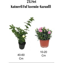 Frefly Store Serada Decor & Plant 2'li Set Katmerli Ful Yasemin + Pembe Karanfil Çiçeği, Dış Mekan Bitkisi
