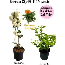 Frefly Store Gardenbox Kartopu Çiçeği, Kokulu Ful Yasemin, Turuncu Gazanya Hediyeli Saksılı Bahçe Seti, Çok Renkli