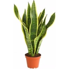 Frefly Store Gardenbox Sarılı Paşa Kılıcı Fidanı, 30-60CM, Tüplü, Çiçekli Bodur Bitkiler, Gladiolus