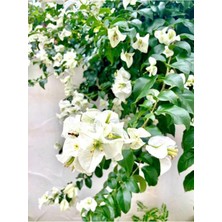 Frefly Store Gardenbox Beyaz Begonvil Çiçeği, 40-60 Cm, Tüplü Iç/dış Mekan Bitkisi