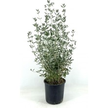 Frefly Store Serada Decor & Plant Dekoratif Zeytin Çalısı, 40-50 Cm, 2 Adet Saksılı, Dış Mekan Bitkisi