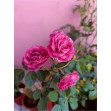 Frefly Store Nura Botanik Yediveren Eflatun Gül Fidanı, 10-15 Cm, Saksılı Aşılı Gül, Lilac Rose