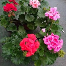 Frefly Store Gardenbox Sardunya Fideesi, 25-40 Cm, Kokulu Çiçek, Bodur Bitki