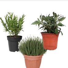Frefly Store Serada Decor & Plant Içilebilir 3'lü Bitki Seti, Adaçayı Kekik Biberiye, Saksılı