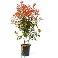 Frefly Store Nura Botanik Alev Çalısı Çiçeği Fidanı, 40-60 Cm, Saksılı, Burning Bush