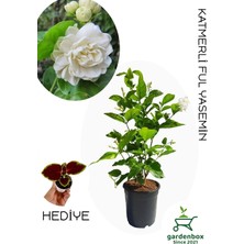 Frefly Store Nura Botanik Yoğun Kokulu Katmerli Ful Yasemin Çiçeği, Saksılı, 40-60 Cm, Jasminum Sambac