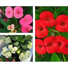 Frefly Store Nura Botanik 3 Adet Mini Dikenler Tacı Çiçeği, 5-15 cm Saksılı, Sarı/kırmızı/pembe, Euphorbia Milii