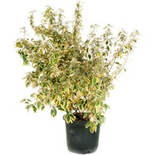 Frefly Store Nura Botanik Süs Iğdesi Fidanı, 50-70 Cm, 1 Adet Saksılı Bahçe Balkon Bitkisi, Elaeagnus × Ebbingei