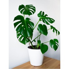 Frefly Store Deve Tabanı 40-50 Cm, BTS05032025BYB25