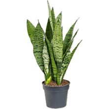 Frefly Store Gardenbox Formlu Yeşil Kılıç Çiçeği, 1 Adet, Saksılı, 20-40CM, Hava Temizleyici Bitki