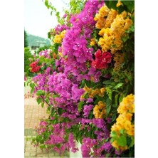 Frefly Store Nura Botanik Bougainvillea Begonvil Fidanı, 40-60 Cm, Çok Renkli