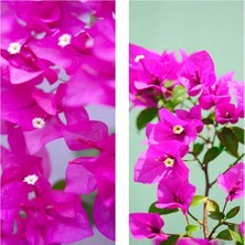 Frefly Store Gardenbox Pembe Begonvil Sarmaşığı, 40-50 Cm, Tüplü Çiçekli Bodur Bitki, Bougainvillea